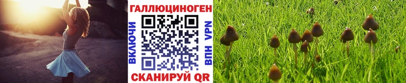 Купить  Камень-на-Оби  Псилоцибиновые грибы Psilocybine cubensis 
